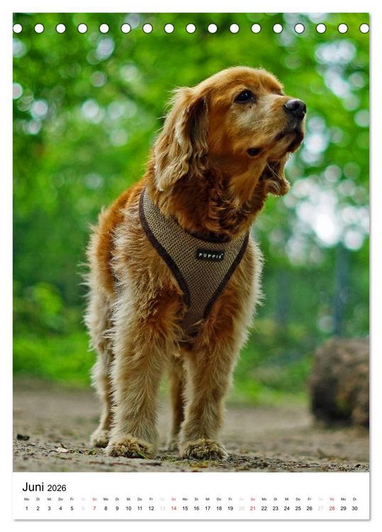 Produktbild: Hundefreunde (Tischkalender 2026 DIN A5 hoch), CALVENDO Monatskalender