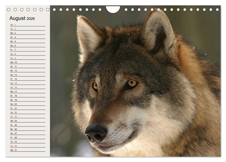 Produktbild: W&ouml;lfe. Verwegene Anmut (Wandkalender 2026 DIN A4 quer), CALVENDO Monatskalender