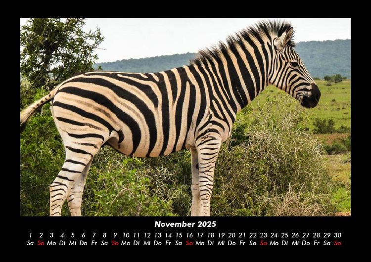 Produktbild: Zebrazauber 2025 Fotokalender DIN A3