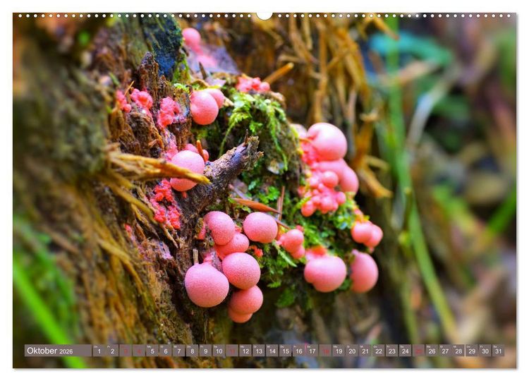 Produktbild: Die bunte Welt der Pilze (Wandkalender 2026 DIN A2 quer), CALVENDO Monatskalender