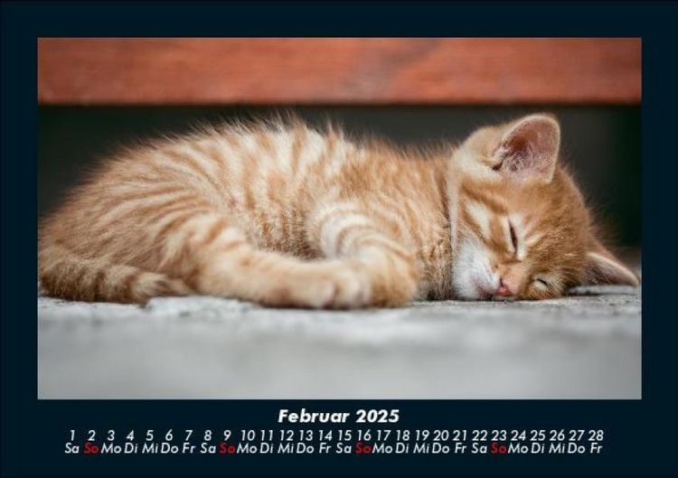 Produktbild: Katzen 2025 Fotokalender DIN A5