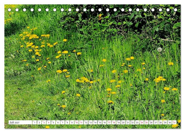 Produktbild: Gute Laune - L&ouml;wenzahn (Tischkalender 2027 DIN A5 quer), CALVENDO Monatskalender