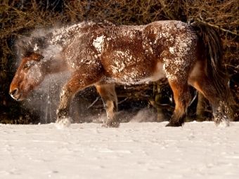 Produktbild: CALVENDO Puzzle Kaltbl&uuml;ter f&uuml;hlen sich auch im Schnee wohl | 1000 Teile Lege-Gr&ouml;&szlig;e 64x48cm Foto-Puzzle f&uuml;r gl&uuml;ckliche Stunden