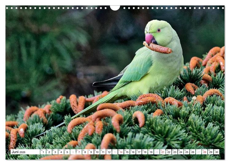 Produktbild: Heimische Gartenv&ouml;gel (Wandkalender 2026 DIN A3 quer), CALVENDO Monatskalender