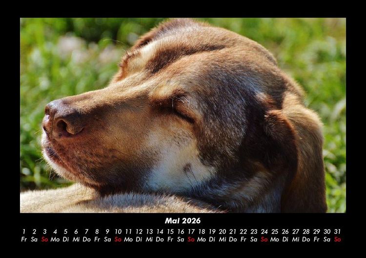Produktbild: Hundezauber 2026 Fotokalender DIN A3