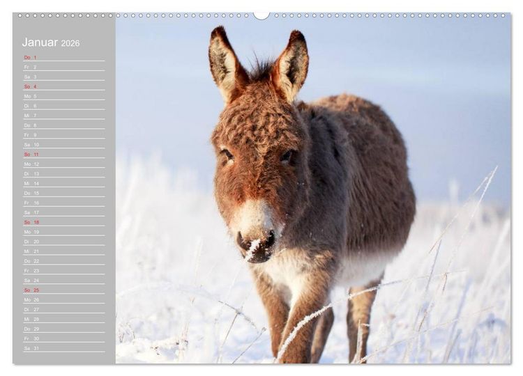 Produktbild: Kleiner Esel. Boldewyn mit seinen Freunden (hochwertiger Premium Wandkalender 2026 DIN A2 quer), Kunstdruck in Hochglanz
