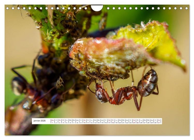 Produktbild: La vie de nos prairies - Le monde des fourmis (Calendrier mural 2026 DIN A4 vertical), CALVENDO calendrier mensuel