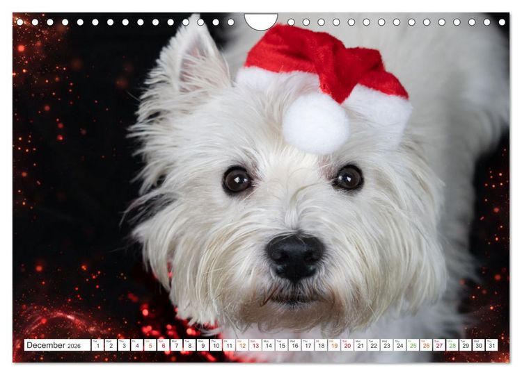 Produktbild: West Highland White Terrier - Your charming companion (Wall Calendar 2026 DIN A4 landscape), CALVENDO 12 Month Wall Calendar