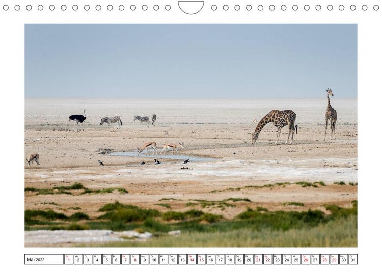 Produktbild: Wildlife - Tiere in Namibia (Wandkalender 2022 DIN A4 quer)