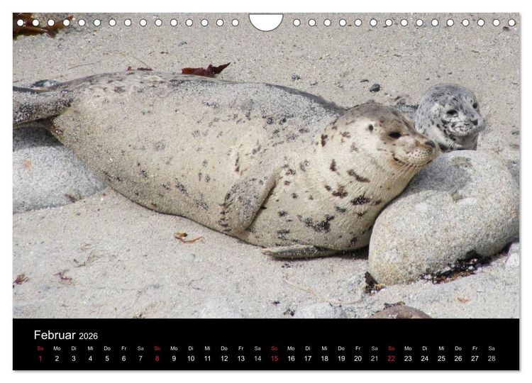 Produktbild: Monterey California (Wandkalender 2026 DIN A4 quer), CALVENDO Monatskalender