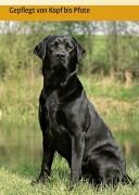 Produktbild: Labrador Retriever