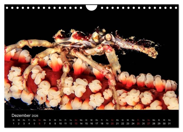 Produktbild: Faszination Makro Unterwasser (Wandkalender 2026 DIN A4 quer), CALVENDO Monatskalender