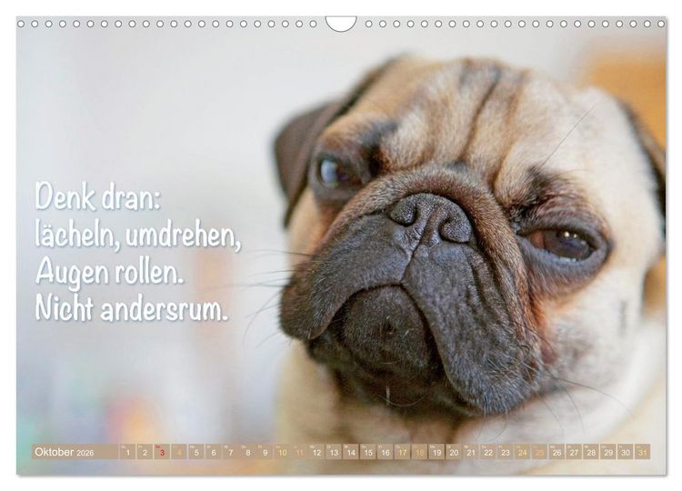 Produktbild: Mopsala: Vom Gl&uuml;ck, ein Mops zu sein (Wandkalender 2026 DIN A3 quer), CALVENDO Monatskalender