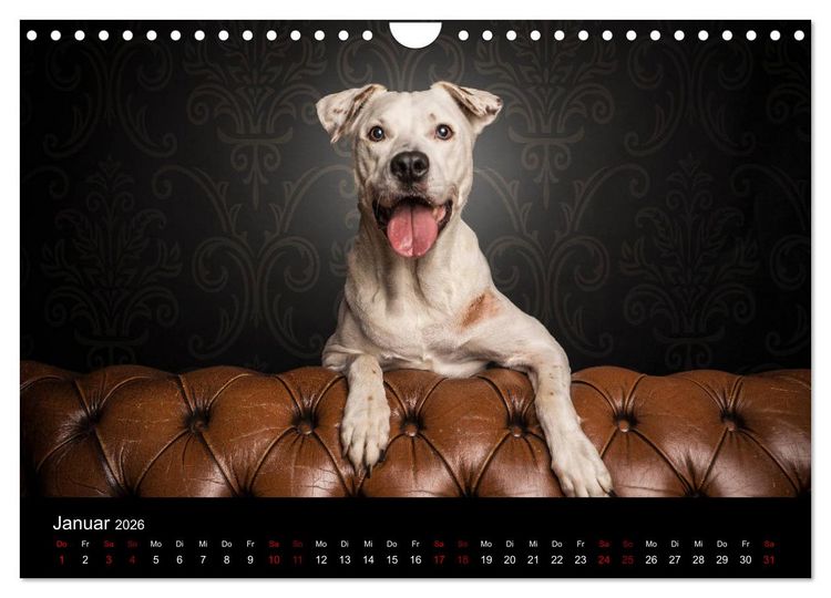 Produktbild: DOGO ARGENTINO (Wandkalender 2026 DIN A4 quer), CALVENDO Monatskalender