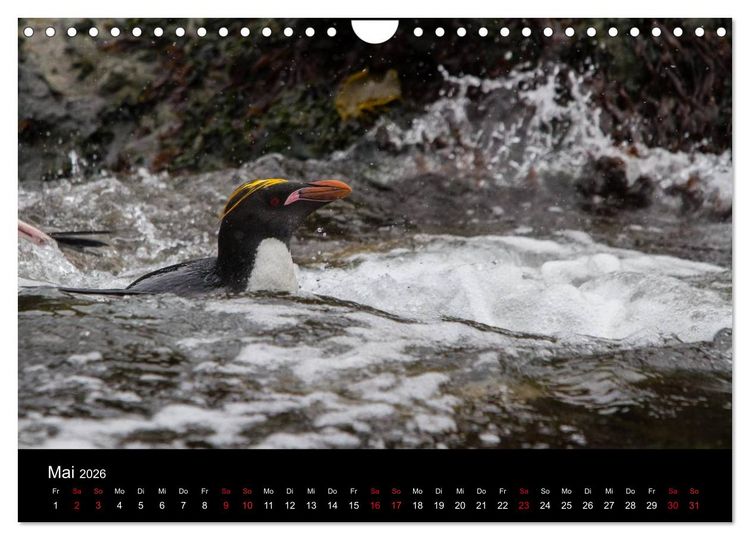 Produktbild: Pinguine - sympathische Fracktr&auml;ger im eisigen S&uuml;den (Wandkalender 2026 DIN A4 quer), CALVENDO Monatskalender