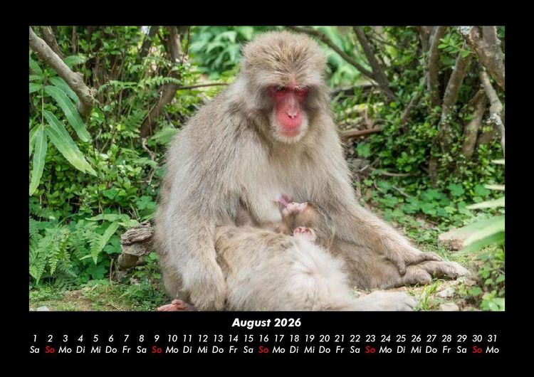 Produktbild: Welt der Affen 2026 Fotokalender DIN A3