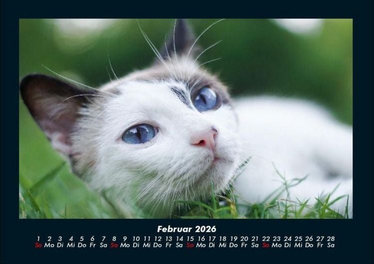 Produktbild: F&uuml;r Katzenfreunde 2026 Fotokalender DIN A4