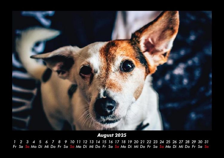 Produktbild: Welt der Tiere 2025 Fotokalender DIN A3