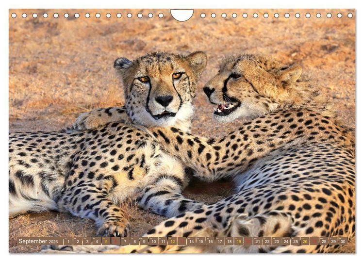 Produktbild: Katzen Afrikas (Wandkalender 2026 DIN A4 quer), CALVENDO Monatskalender
