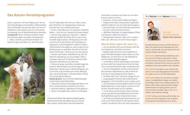 Produktbild: Katzen