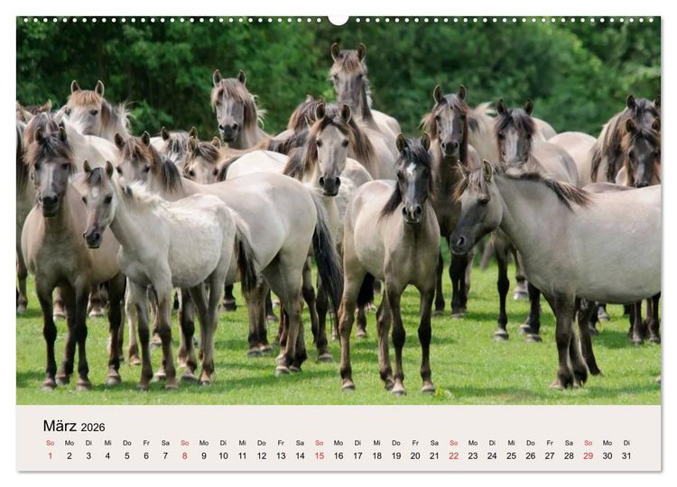 Produktbild: D&uuml;lmener Wildpferde (Wandkalender 2026 DIN A2 quer), CALVENDO Monatskalender