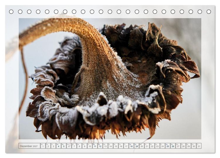 Produktbild: Verbl&uuml;hte Sch&ouml;nheiten (Tischkalender 2027 DIN A5 quer), CALVENDO Monatskalender