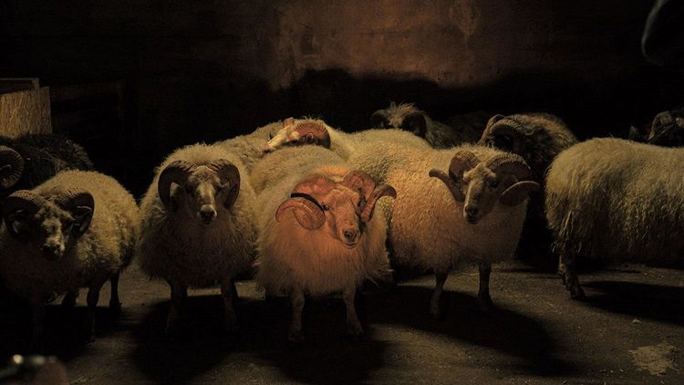 Produktbild: Lamb