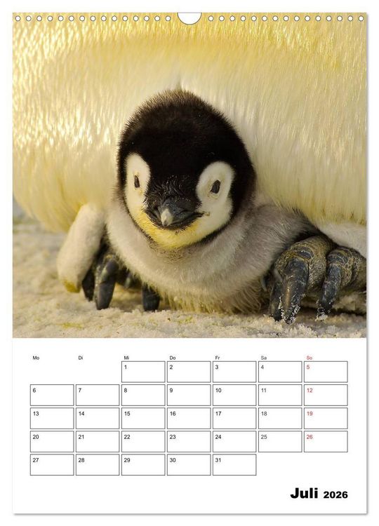 Produktbild: Pinguine. Familiengl&uuml;ck im Eis (Wandkalender 2026 DIN A3 hoch), CALVENDO Monatskalender