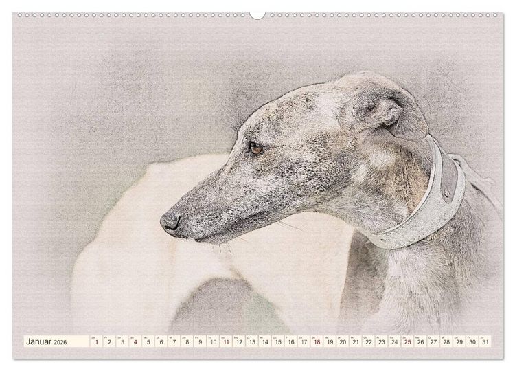 Produktbild: Whippet 2026 (Wandkalender 2026 DIN A2 quer), CALVENDO Monatskalender