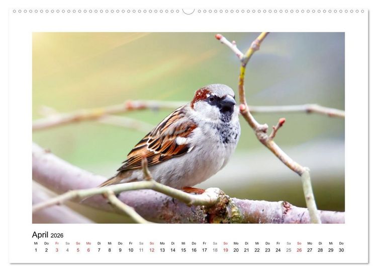 Produktbild: Gefiederte Garteng&auml;ste, Spatzenleben (Wandkalender 2026 DIN A2 quer), CALVENDO Monatskalender