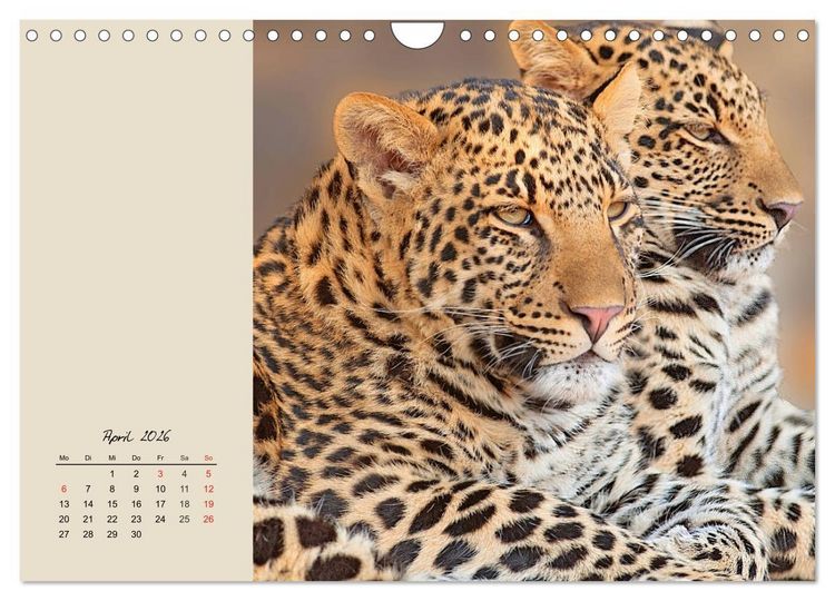 Produktbild: Leoparden. Geschmeidig, kr&auml;ftig und klug (Wandkalender 2026 DIN A4 quer), CALVENDO Monatskalender