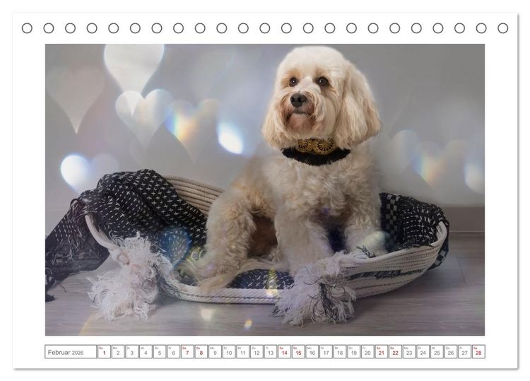 Produktbild: Maltipoo - Malteser -Pudel (Tischkalender 2026 DIN A5 quer), CALVENDO Monatskalender