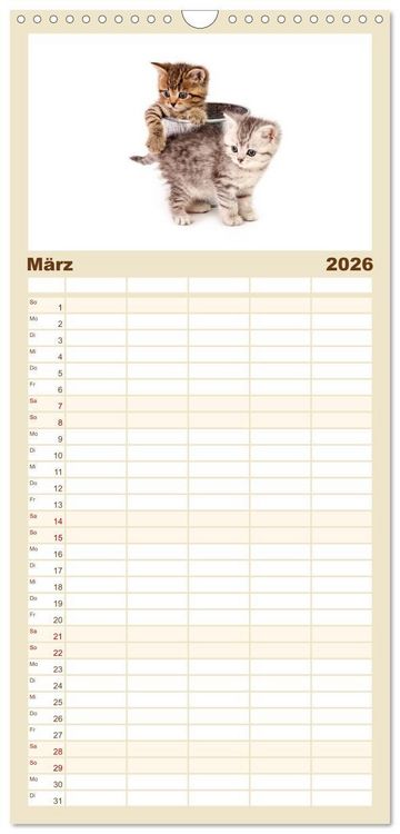 Produktbild: Familienplaner 2026 - Katzenbabys mit 5 Spalten (Wandkalender, 21 x 45 cm) CALVENDO