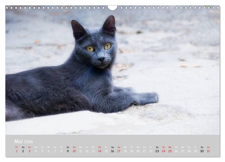 Produktbild: Katzen des S&uuml;dens (Wandkalender 2026 DIN A3 quer), CALVENDO Monatskalender