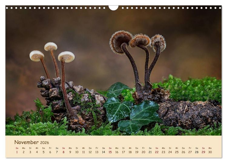 Produktbild: Pilzgalerie - Eindrucksvolle Aufnahmen von unseren heimischen Pilzen (Wandkalender 2026 DIN A3 quer), CALVENDO Monatskalender