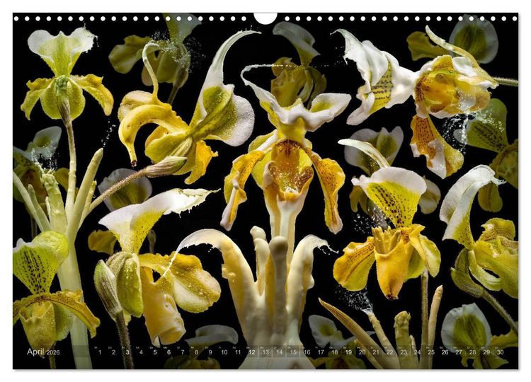 Produktbild: Flora miracula - Die wundersame Welt des Fotografen Olaf Bruhn (Wandkalender 2026 DIN A3 quer), CALVENDO Monatskalender