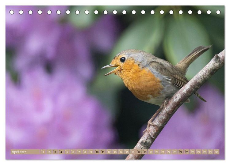 Produktbild: Robin, das s&uuml;&szlig;e Rotkehlchen (Tischkalender 2027 DIN A5 quer), CALVENDO Monatskalender