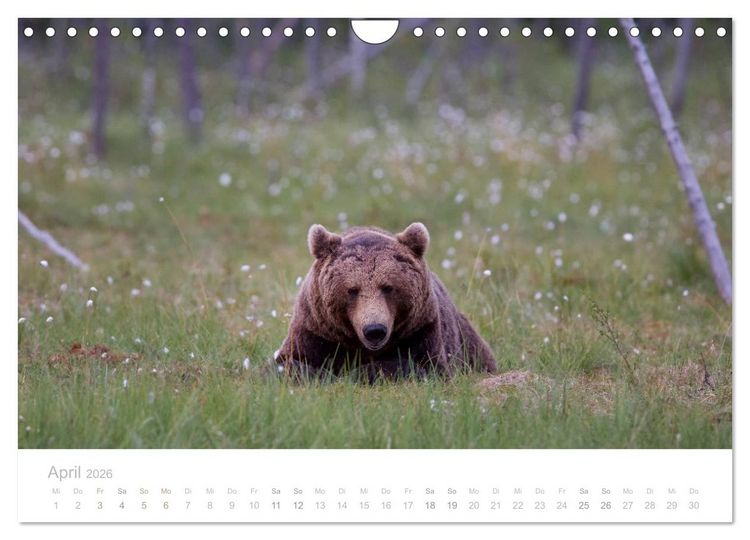 Produktbild: Braunb&auml;ren - pelzige Riesen in Finnlands W&auml;ldern (Wandkalender 2026 DIN A4 quer), CALVENDO Monatskalender