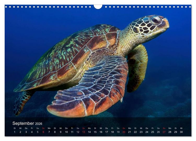 Produktbild: Schildkr&ouml;ten des Ozeans (Wandkalender 2026 DIN A3 quer), CALVENDO Monatskalender