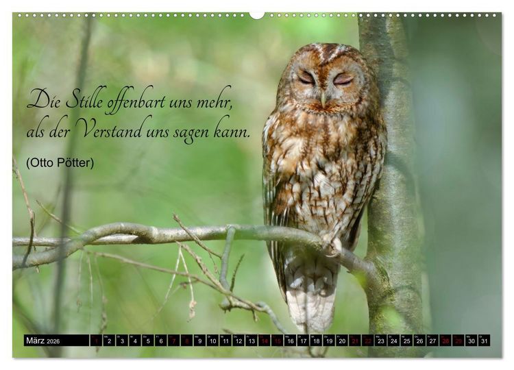 Produktbild: der Waldkauz - Strix Aluco (Wandkalender 2026 DIN A2 quer), CALVENDO Monatskalender