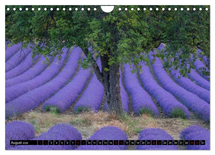 Produktbild: Provence im Rausch der Farben (Wandkalender 2026 DIN A4 quer), CALVENDO Monatskalender