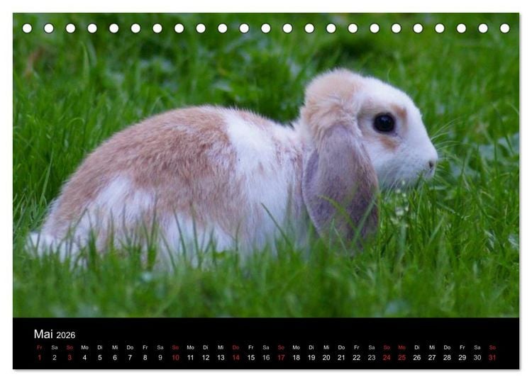 Produktbild: Meerschweinchen und Zwergkaninchen (Tischkalender 2026 DIN A5 quer), CALVENDO Monatskalender