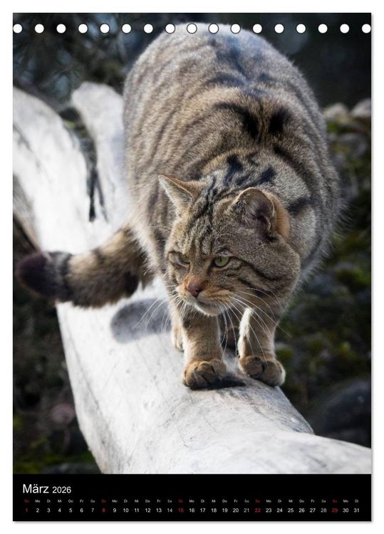 Produktbild: Wildkatzen - scheue J&auml;ger (Tischkalender 2026 DIN A5 hoch), CALVENDO Monatskalender