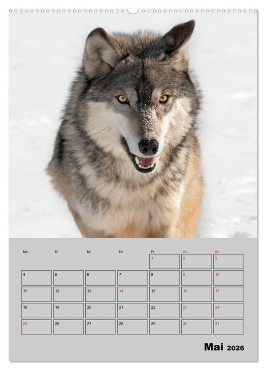 Produktbild: Wolf-Gesichter (Wandkalender 2026 DIN A2 hoch), CALVENDO Monatskalender