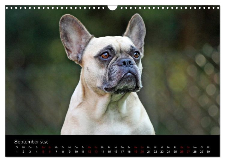 Produktbild: Franz&ouml;sische Bulldoggen - Schutzengel auf 4 Pfoten (Wandkalender 2026 DIN A3 quer), CALVENDO Monatskalender
