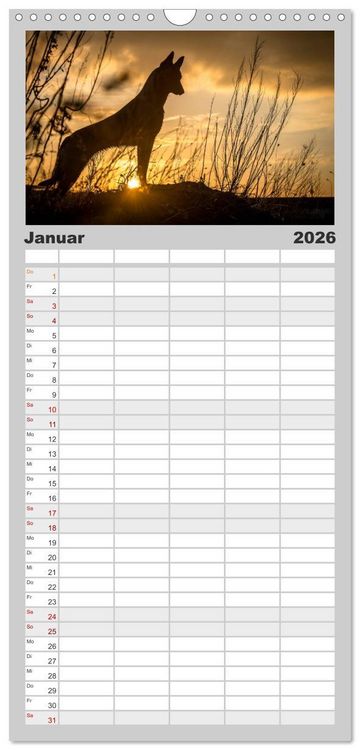 Produktbild: Familienplaner 2026 - Belgische Sch&auml;ferhunde - Der Malinois im Licht mit 5 Spalten (Wandkalender, 21 x 45 cm) CALVENDO