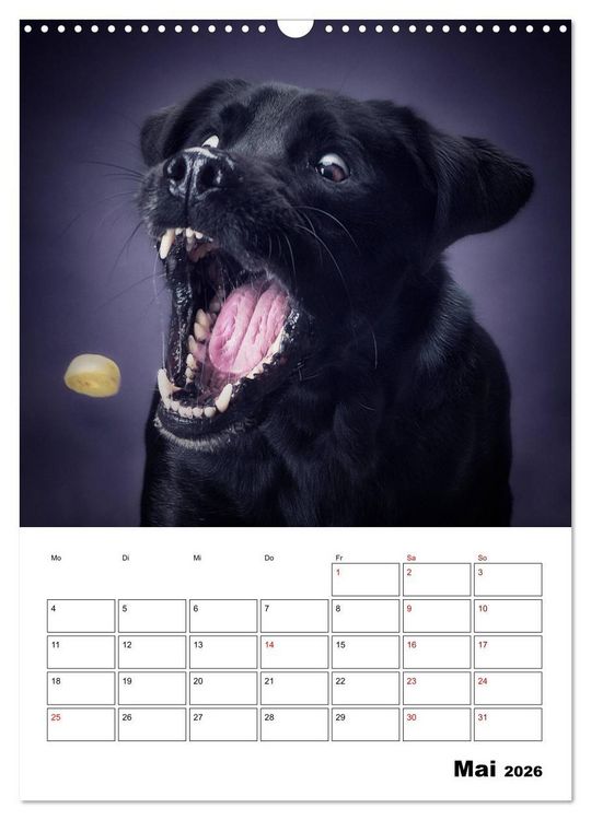Produktbild: Fang das Leckerli (Wandkalender 2026 DIN A3 hoch), CALVENDO Monatskalender