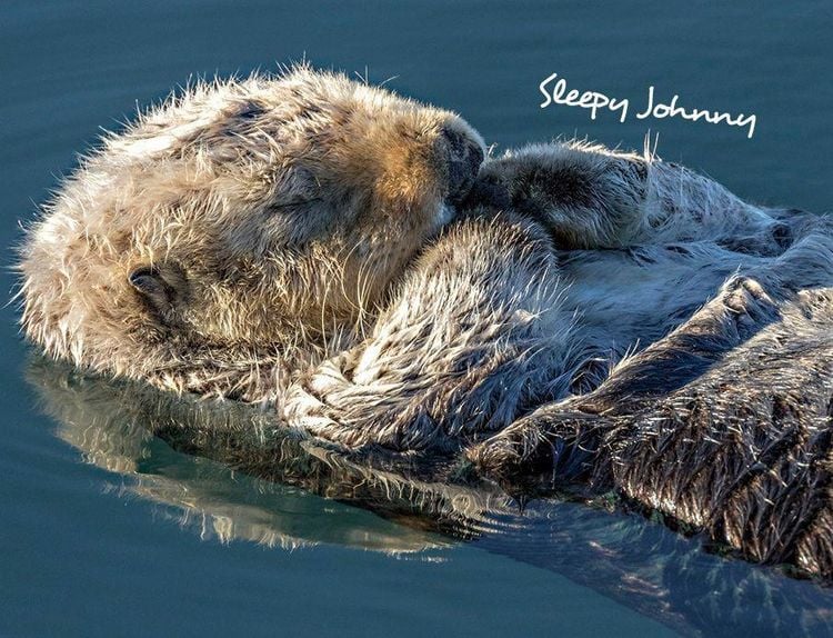 Produktbild: Otter Kalender 2027 Wandkalender Eintragkalender