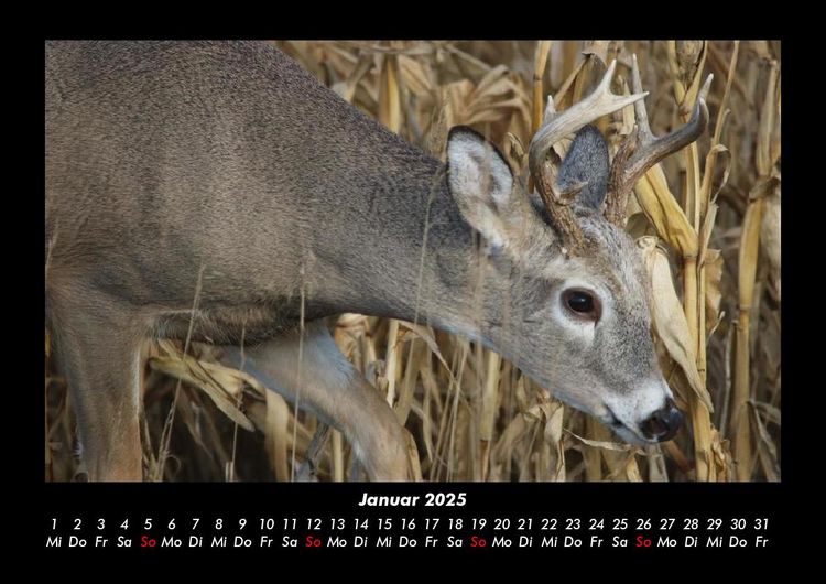 Produktbild: Waldbewohner 2025 Fotokalender DIN A3