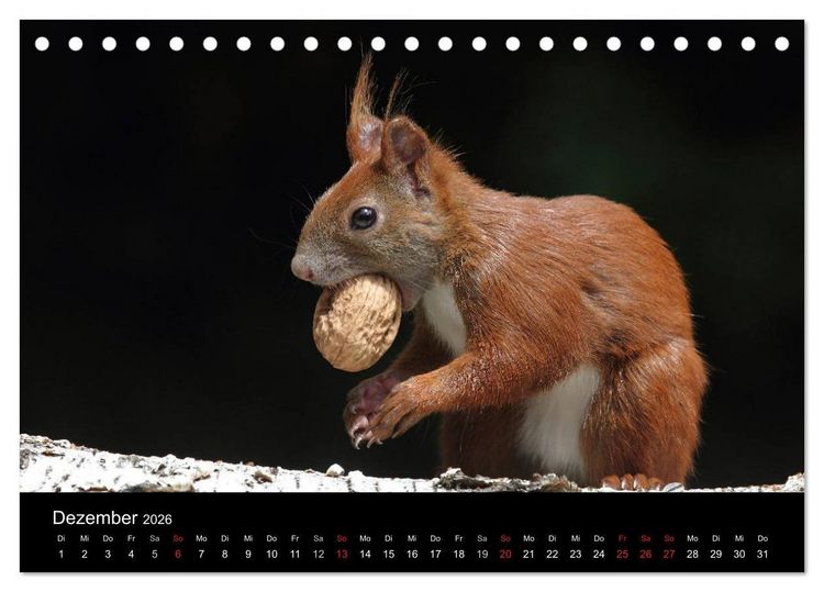 Produktbild: Artist im Garten. Das Eichh&ouml;rnchen (Tischkalender 2026 DIN A5 quer), CALVENDO Monatskalender